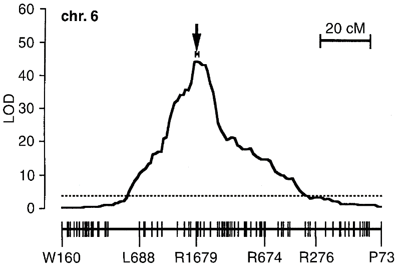 Giá trị LOD được dựng dọc theo chiều dài nhiễm sắc thể với vị trí các marker